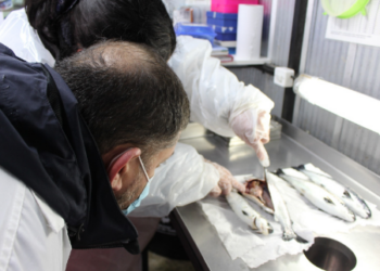 Sernapesca informa sobre nuevo programa sanitario de vigilancia y control de Piscirickettsiosis