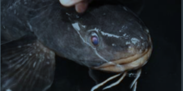 Científicos descifran el genoma del Congrio Colorado: un hito para la ciencia y la economía chilena