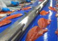 Industria del salmón sigue creciendo por gestión interna pero advierte techo de crecimiento