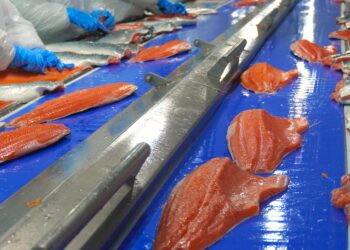 Industria del salmón sigue creciendo por gestión interna pero advierte techo de crecimiento