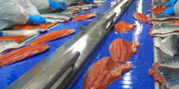 Industria del salmón sigue creciendo por gestión interna pero advierte techo de crecimiento