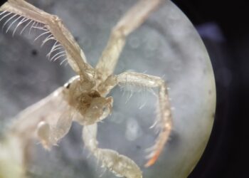 Reporte de IFOP sobre la especie Caprella mutica asociada a colectores de semillas de mitílidos en el sur de Chile