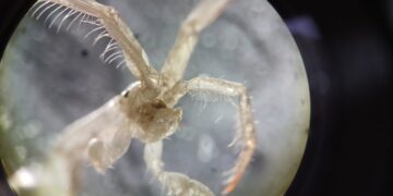 Reporte de IFOP sobre la especie Caprella mutica asociada a colectores de semillas de mitílidos en el sur de Chile