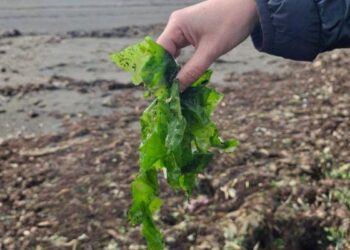 BioAchao: Dr. Gastón Higuera se adjudica proyecto FIA para desarrollar innovador bioproducto que combina bacteriófagos y macroalgas de Chiloé para enfrentar la peste negra del nogal