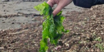 BioAchao: Dr. Gastón Higuera se adjudica proyecto FIA para desarrollar innovador bioproducto que combina bacteriófagos y macroalgas de Chiloé para enfrentar la peste negra del nogal