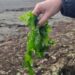 BioAchao: Dr. Gastón Higuera se adjudica proyecto FIA para desarrollar innovador bioproducto que combina bacteriófagos y macroalgas de Chiloé para enfrentar la peste negra del nogal
