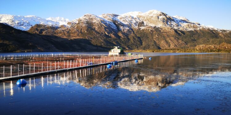 Estudio científico colaborativo aborda requisito del estándar ASC sobre riesgo de asilvestramiento de salmones en Chile