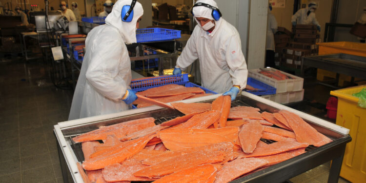 salmón
