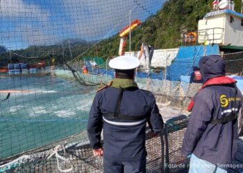 Sernapesca activa procedimiento de verificación ante caso sospechoso de virus ISA en centro de cultivo de Aysén