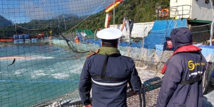 Sernapesca activa procedimiento de verificación ante caso sospechoso de virus ISA en centro de cultivo de Aysén