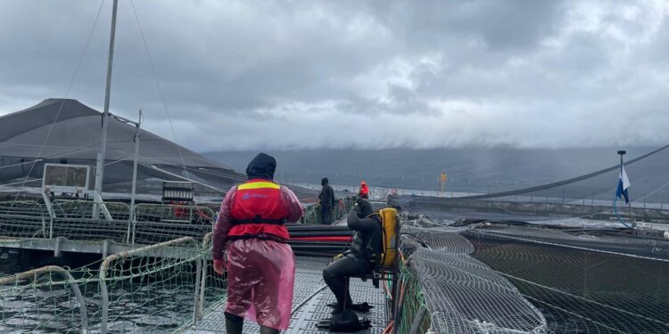 Sernapesca informa detección de virus ISA en nuevo centro de cultivo de la región de Aysén